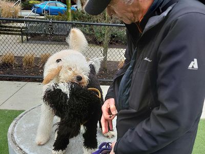 Fun with Billie at the dog park - Photo 4