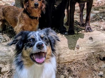 With the Bark Rangers - Photo 2