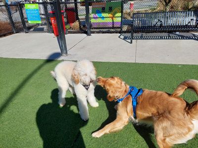 Buddy's buddy - Photo 2