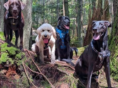 Mud Bath with the Bark Rangers