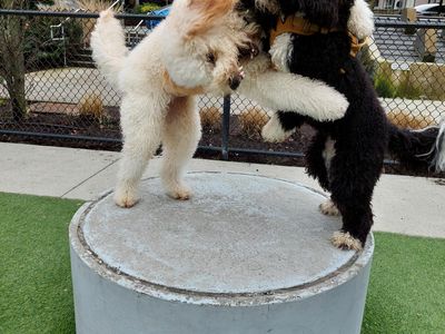 Fun with Billie at the dog park - Photo 2