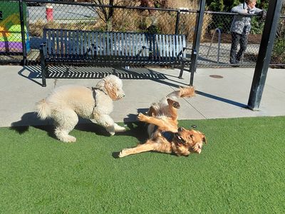Buddy's buddy - Photo 6