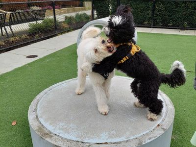 Fun with Billie at the dog park