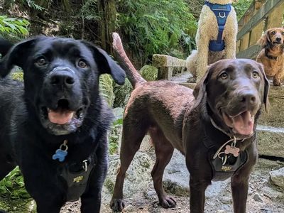 With the Bark Rangers