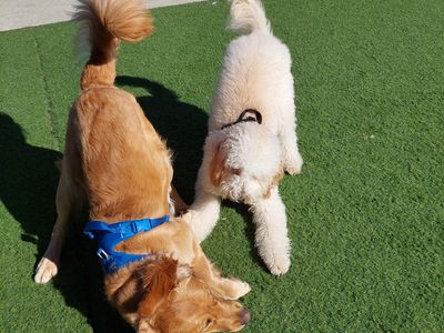 Buddy's buddy - Photo 4
