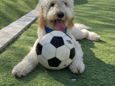 Soccer World Cup Top Player - Photo 6