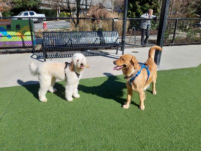 Buddy's buddy - Photo 3