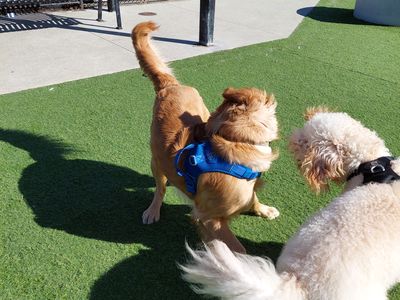 Buddy's buddy - Photo 8