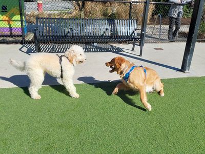 Buddy's buddy - Photo 7