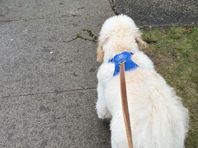 A Stick for Daycare - Photo 2
