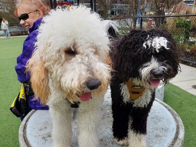 Fun with Billie at the dog park - Photo 3